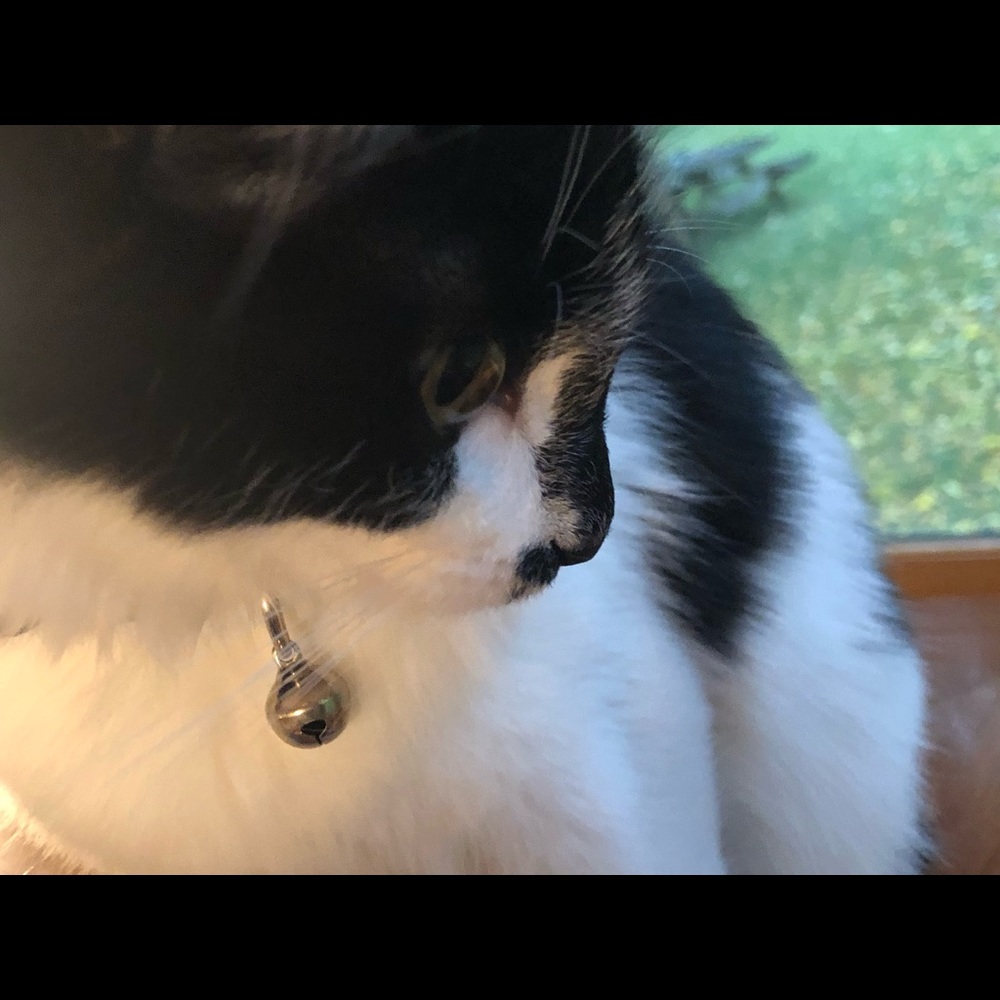 Meet your Posher, Sylvia